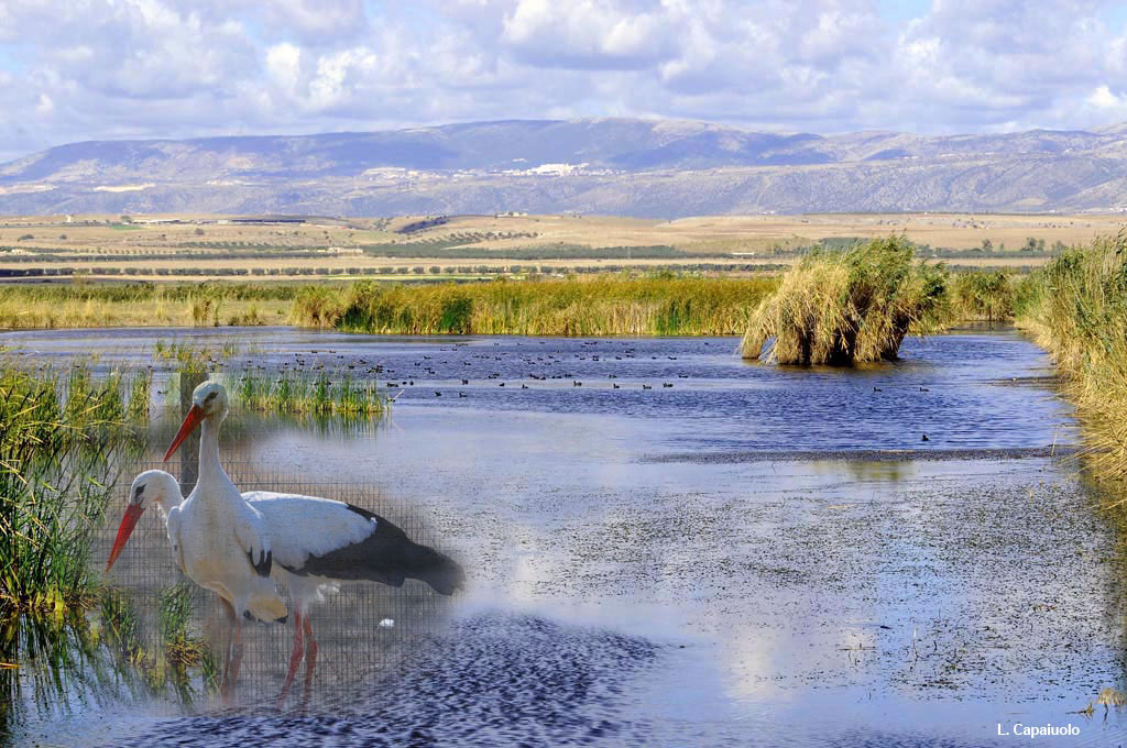 La Palude Frattarolo e l’Oasi Lago Salso La Palude Frattarolo e l’Oasi Lago Salso